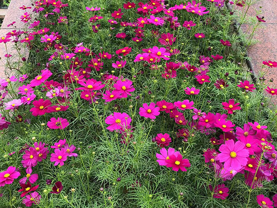 邢台仿真绿植花墙-风景树收购